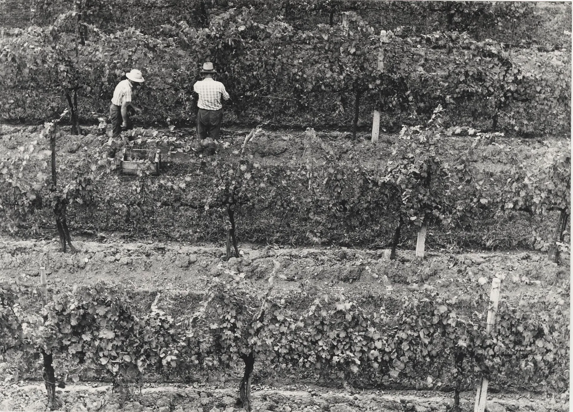 Colline del Prosecco — 1
